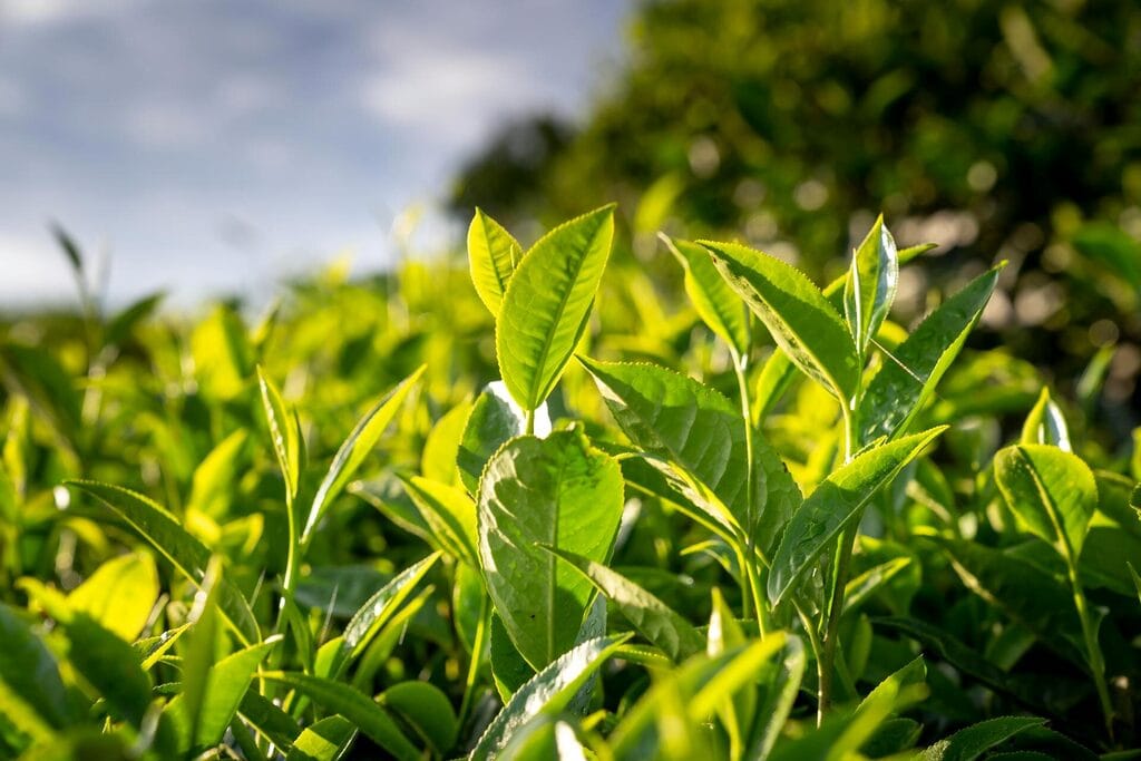 Fresh green tea plant leaves glowing in sunlight